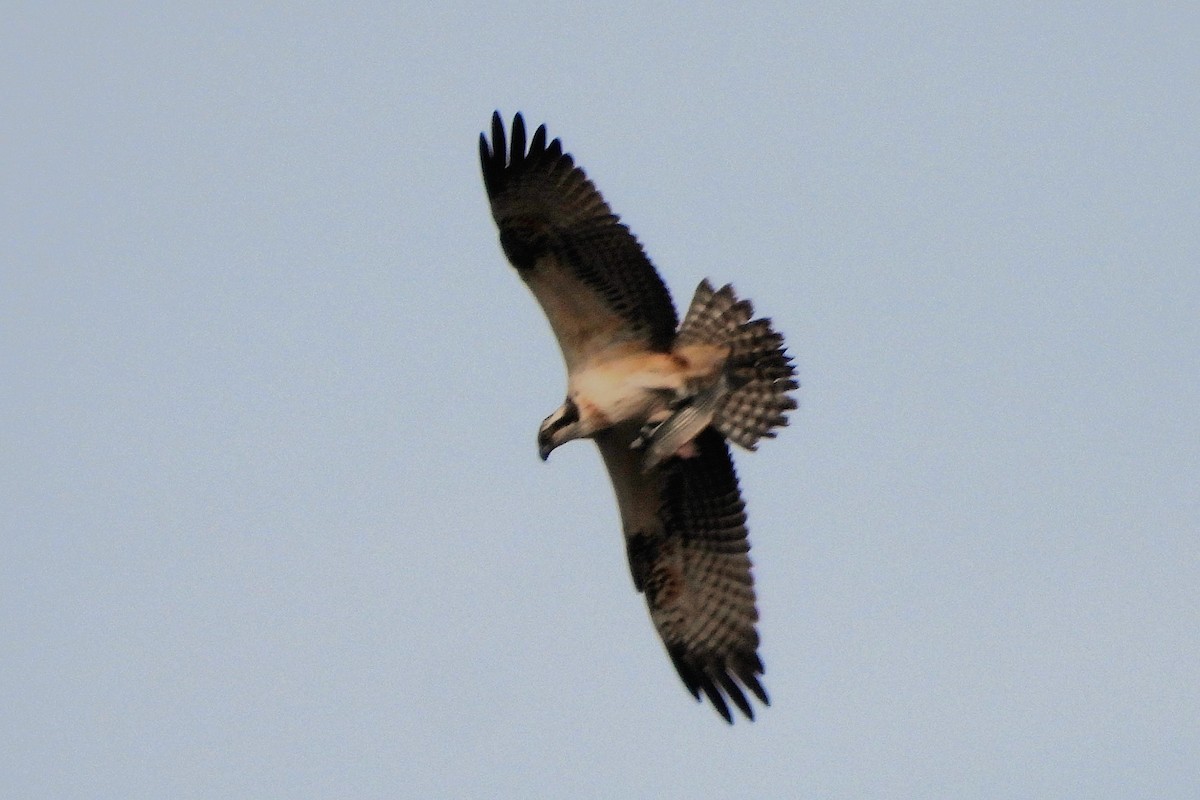 Osprey - ML645162389