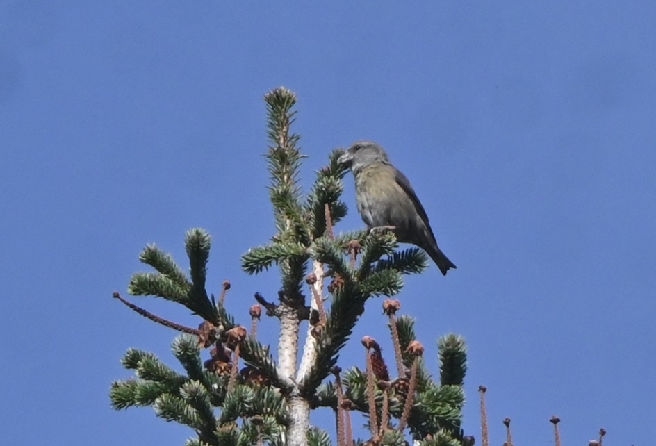 Red Crossbill - ML645162392