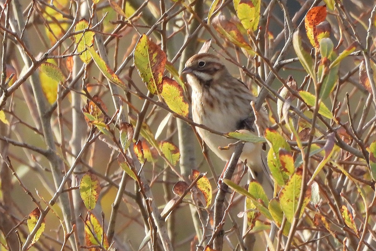 Reed Bunting - ML645162393
