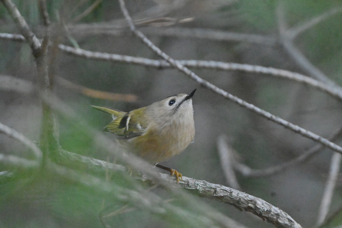 Goldcrest - ML645162404