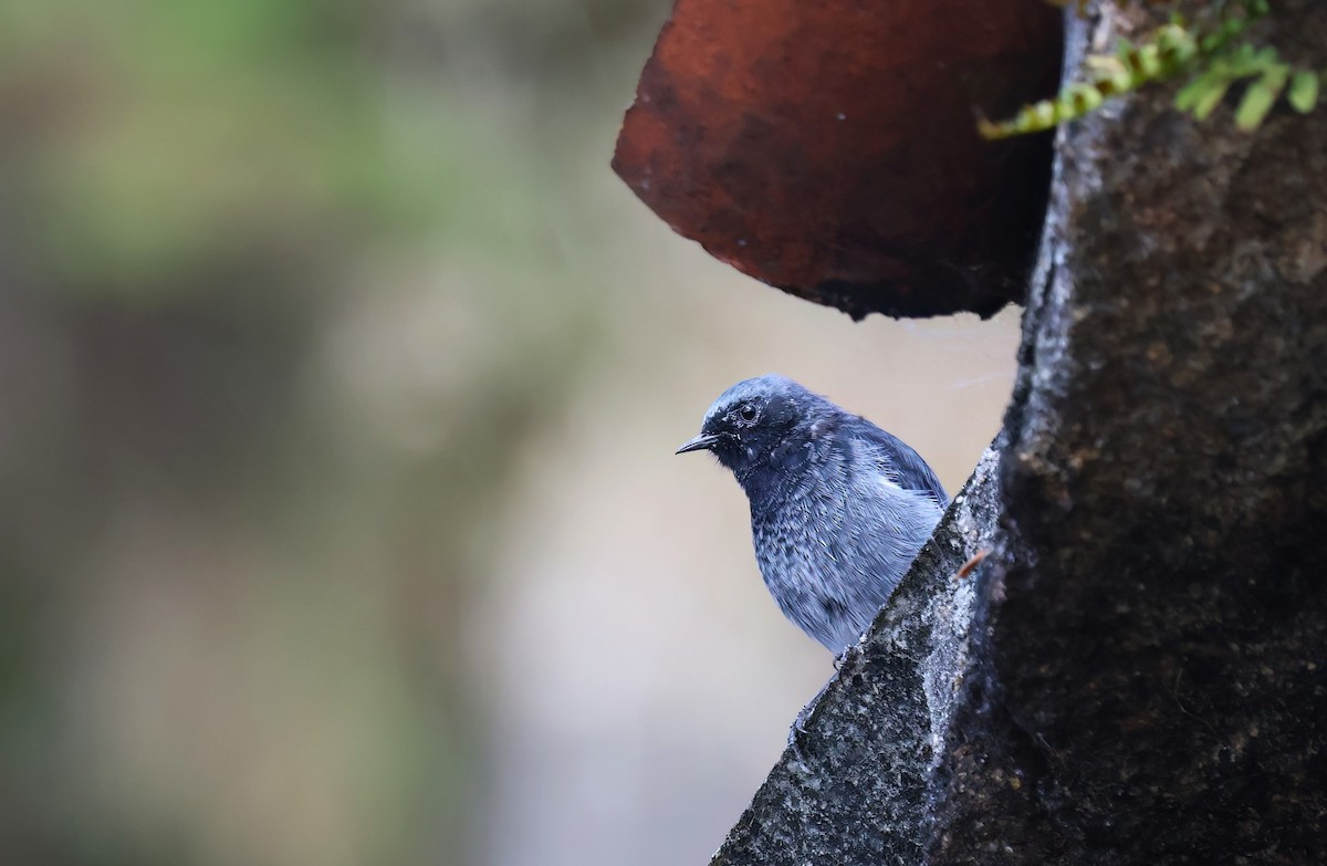 Black Redstart - ML645162418
