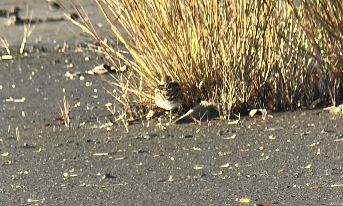 尖尾濱鷸 - ML645162419