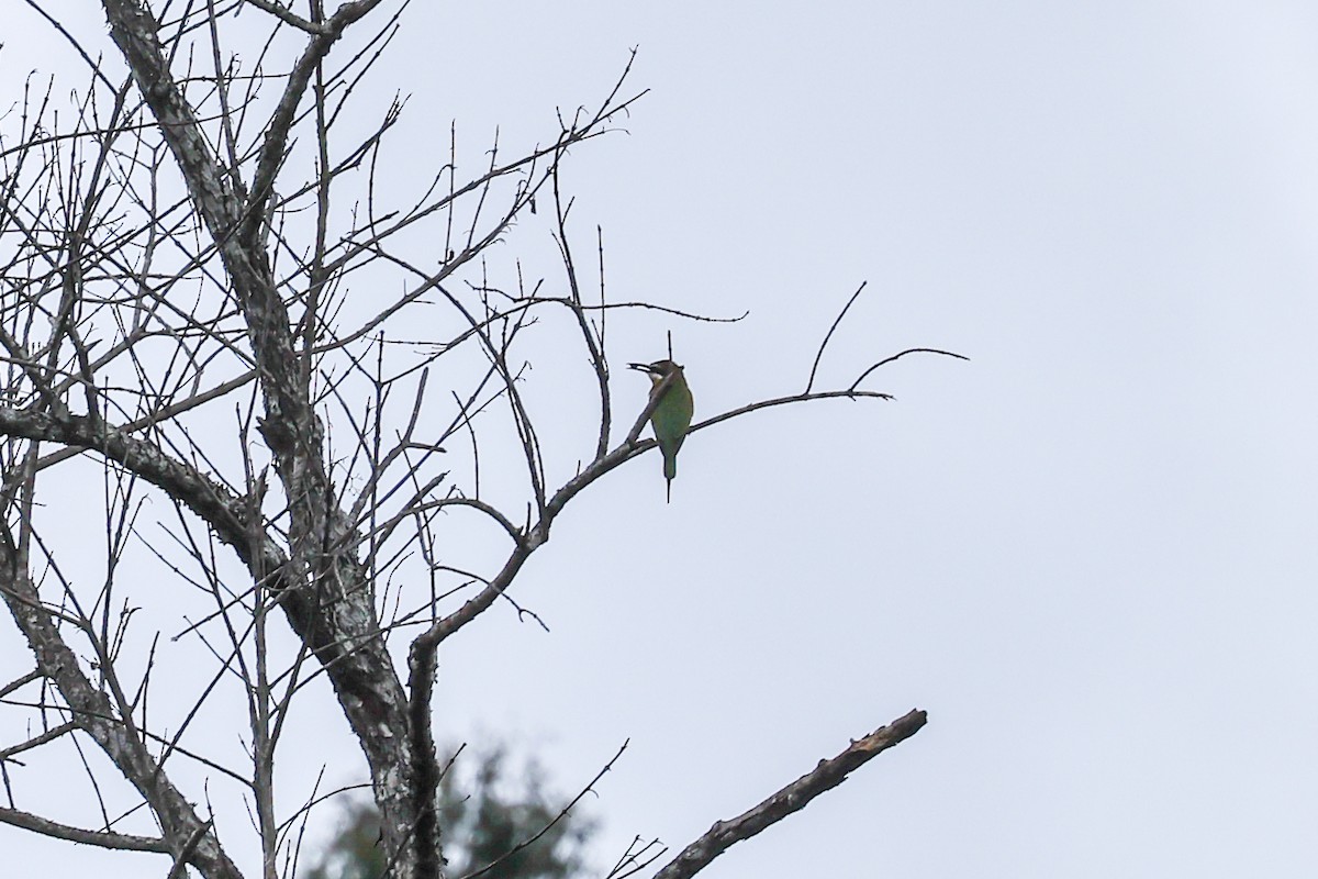 Olive Bee-eater - ML645162426