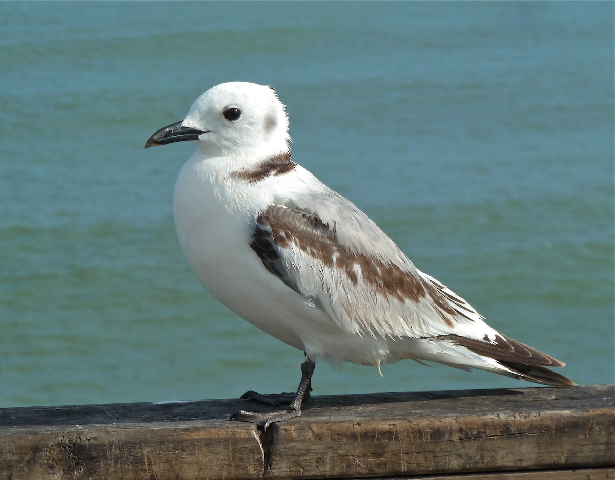 Black-legged Kittiwake - ML645162473
