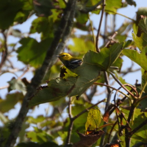 Black-throated Green Warbler - ML645162491