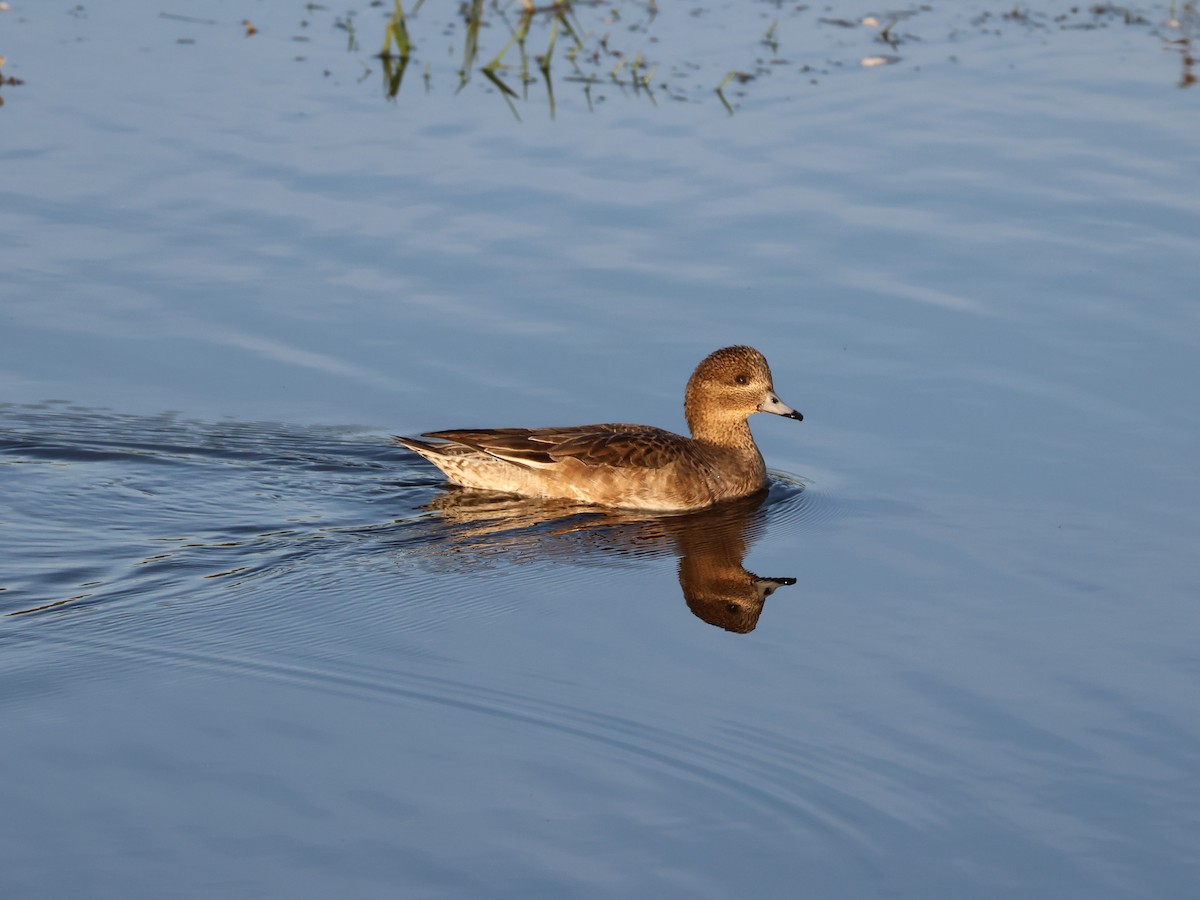赤頸鴨 - ML645162492