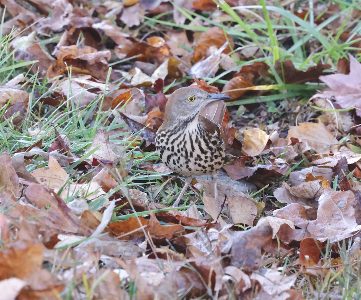 דשוש חום - ML645162493