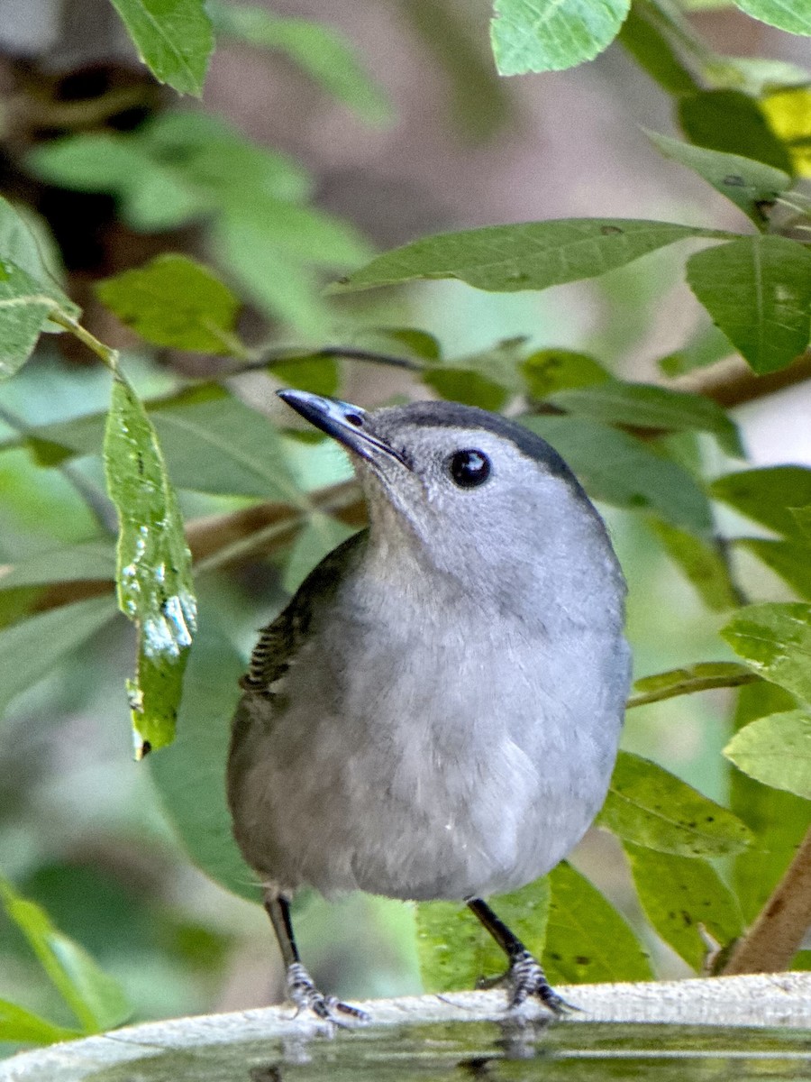 Gray Catbird - ML645162508