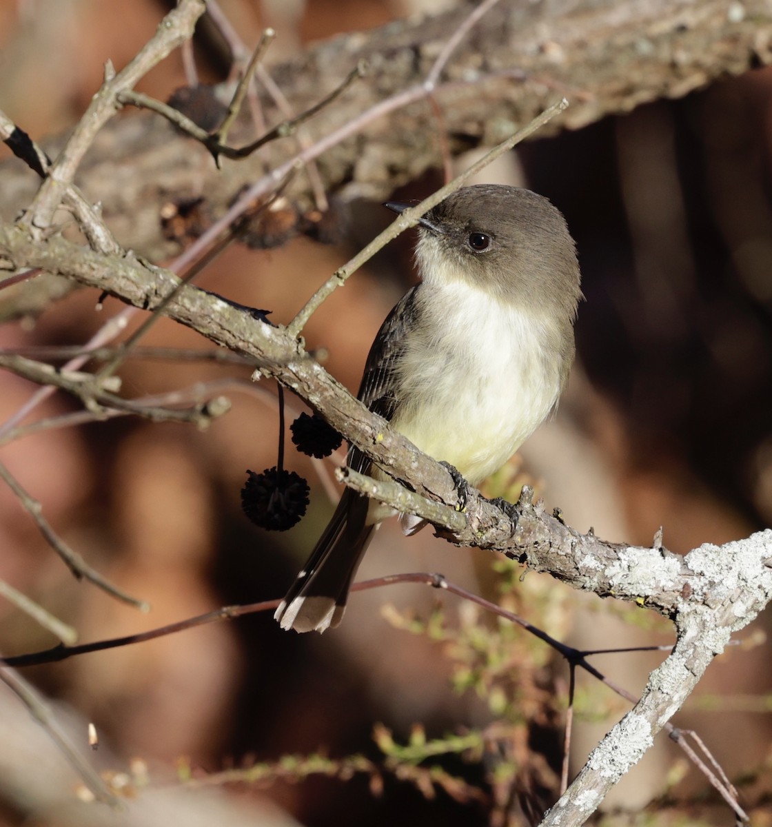 Eastern Phoebe - ML645162522