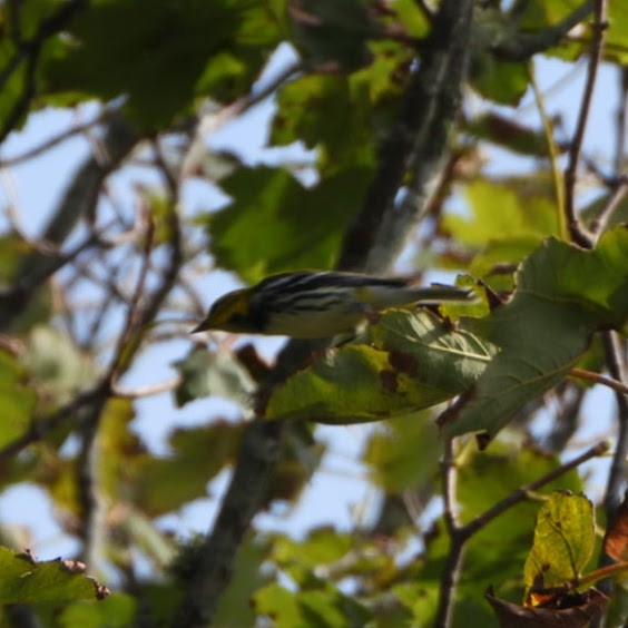 Black-throated Green Warbler - ML645162525