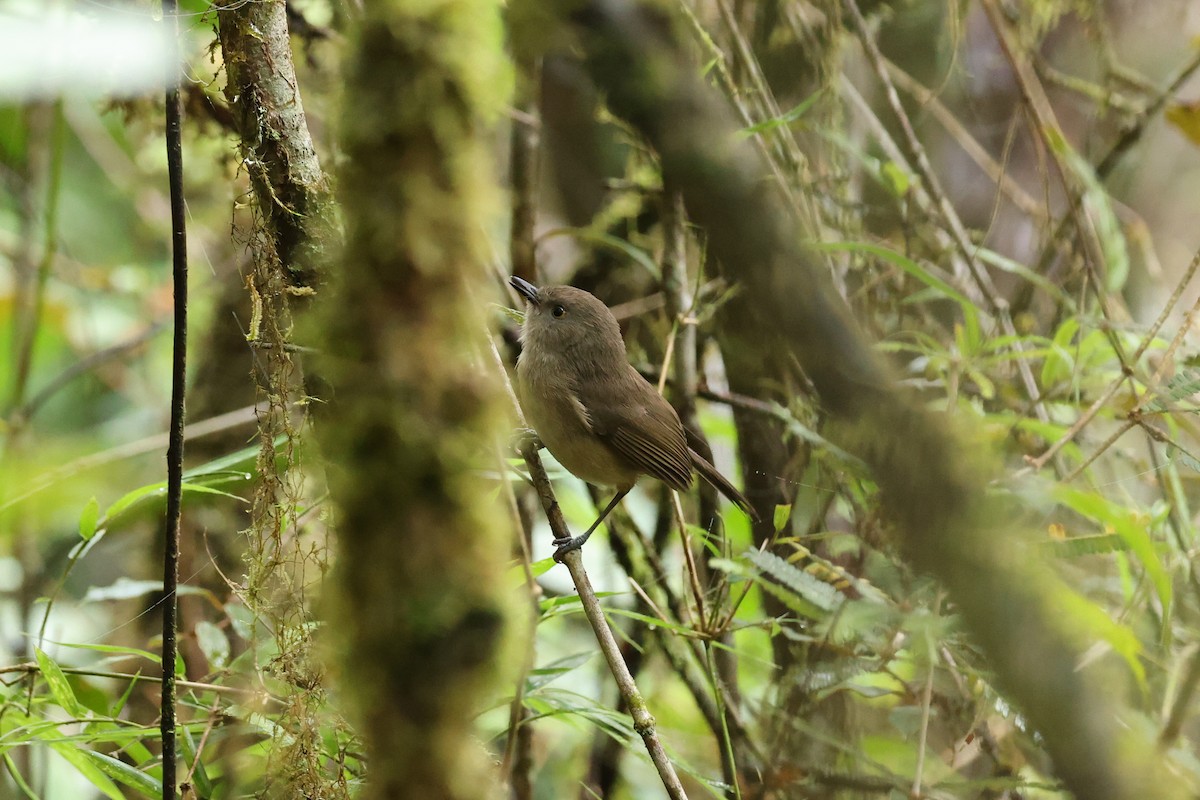 Dark Newtonia - ML645162526