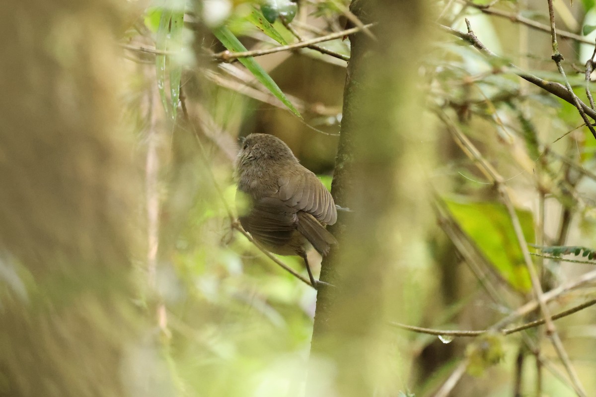 Dark Newtonia - ML645162528