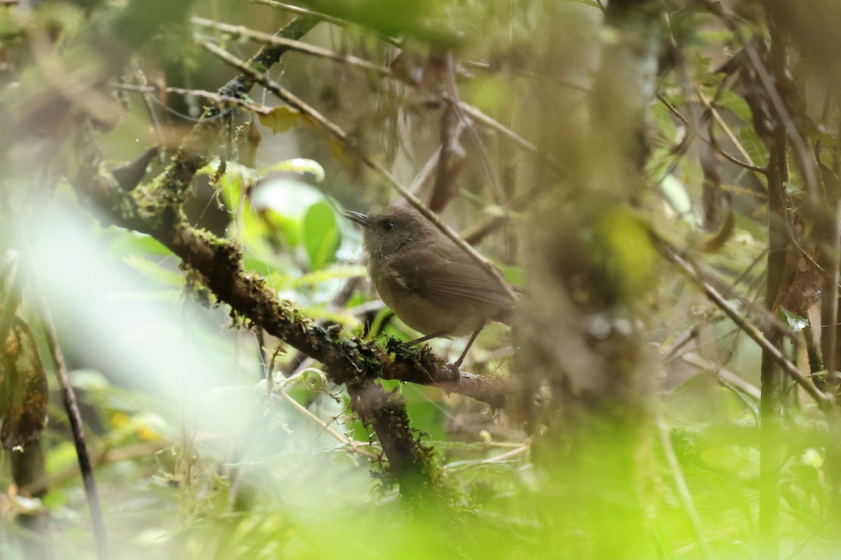 Dark Newtonia - ML645162529