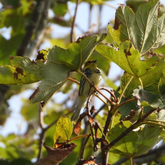 Black-throated Green Warbler - ML645162541