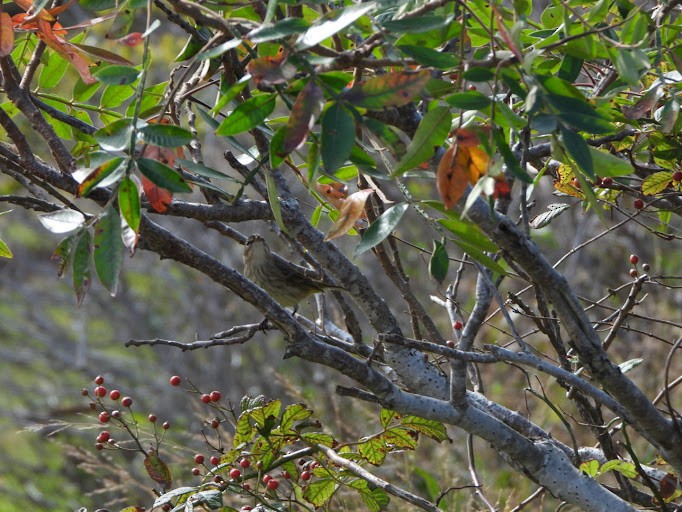 Palm Warbler - ML645162546