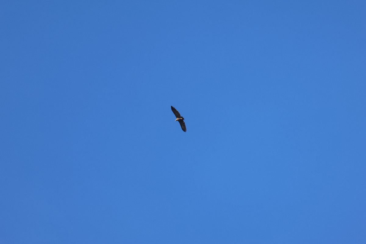 sup hnědý - ML645162548