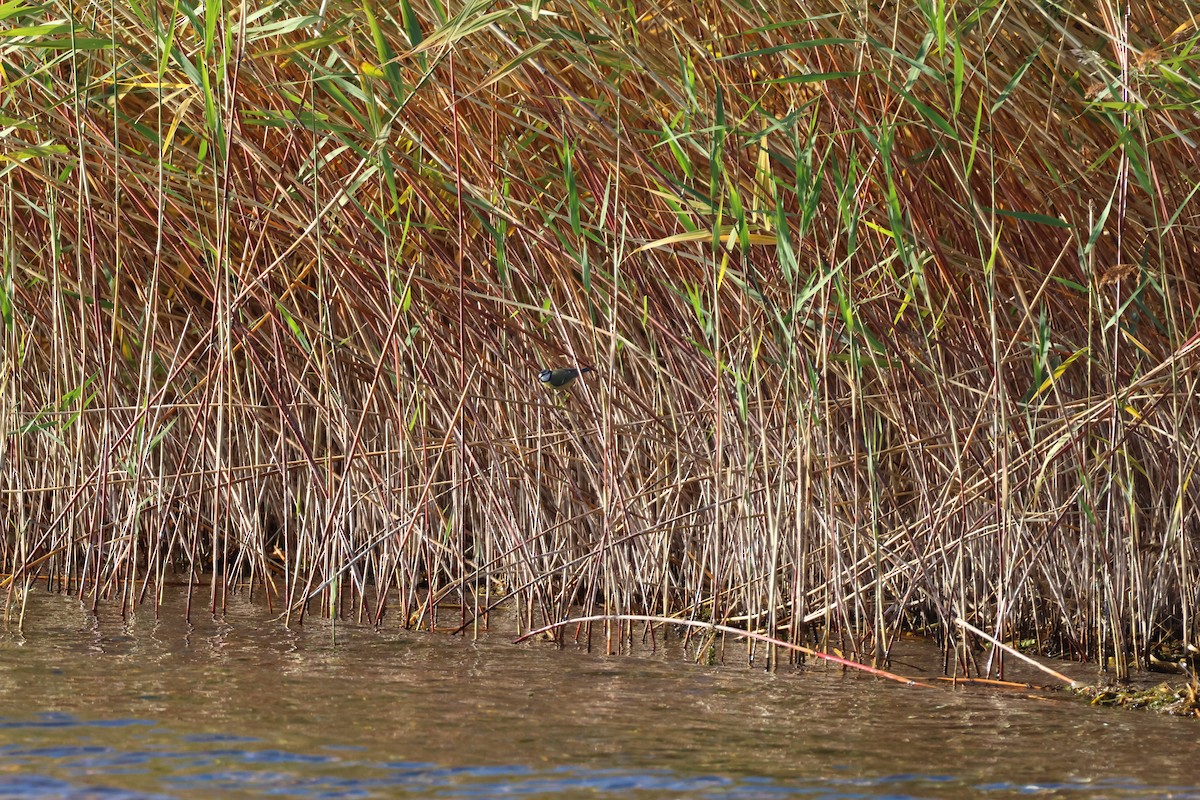 Eurasian Blue Tit - ML645162553