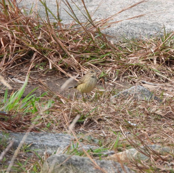 Palm Warbler - ML645162554