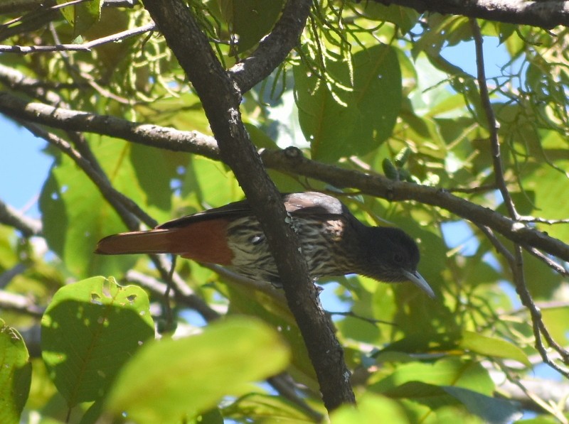 Maroon Oriole - ML645162563