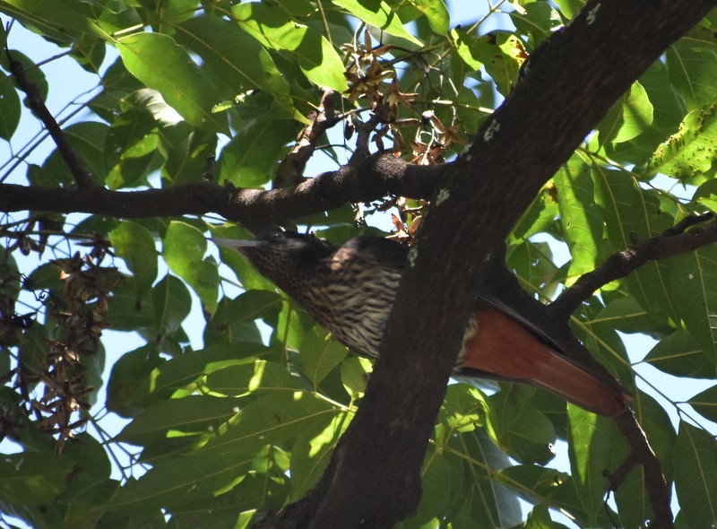 Maroon Oriole - ML645162564