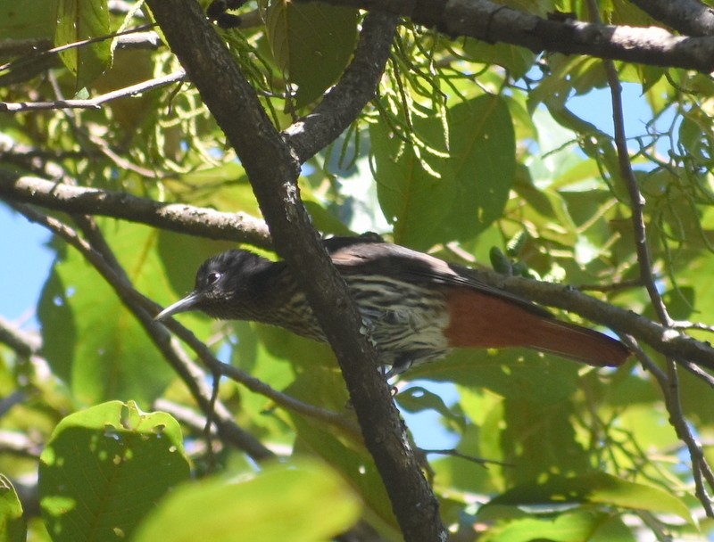 Maroon Oriole - ML645162565