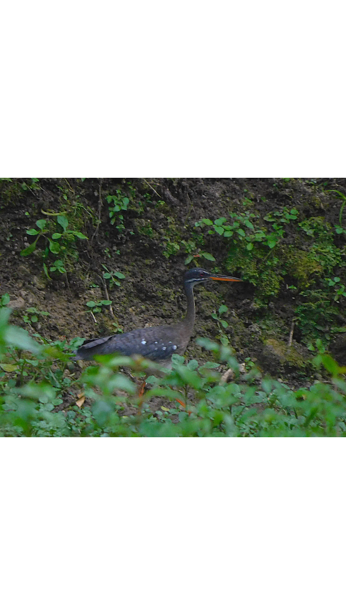 Sunbittern - ML645162568