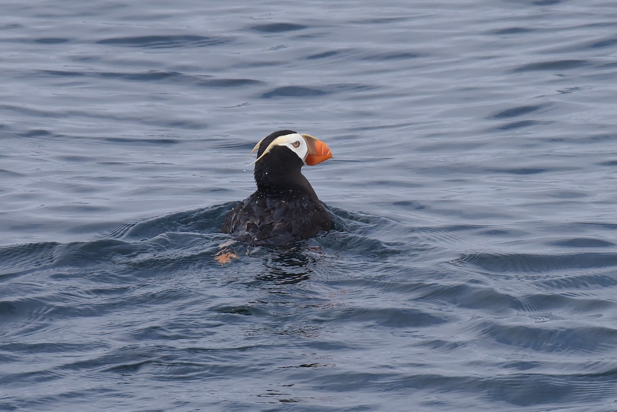 תוכי-ים פסיפי - ML645162570