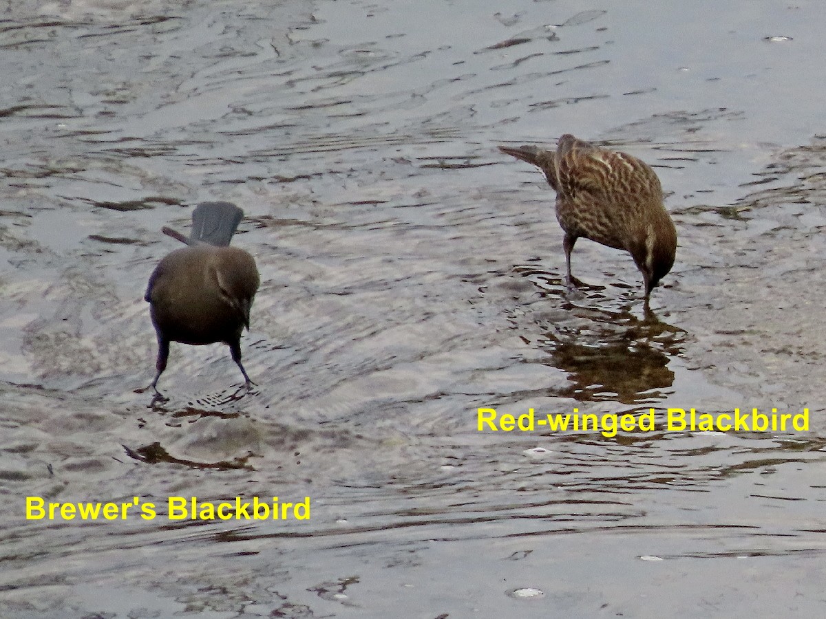 שחרורית אדומת-כנף - ML645162571