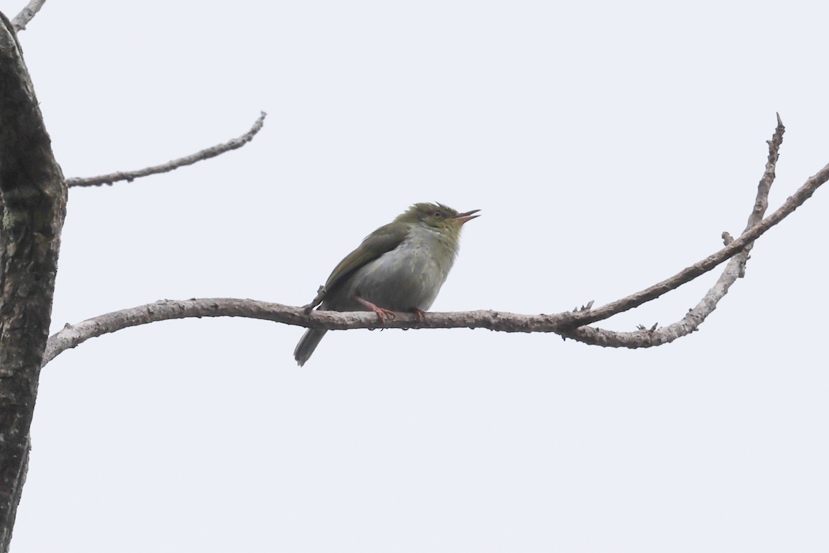 Green Jery - ML645162572