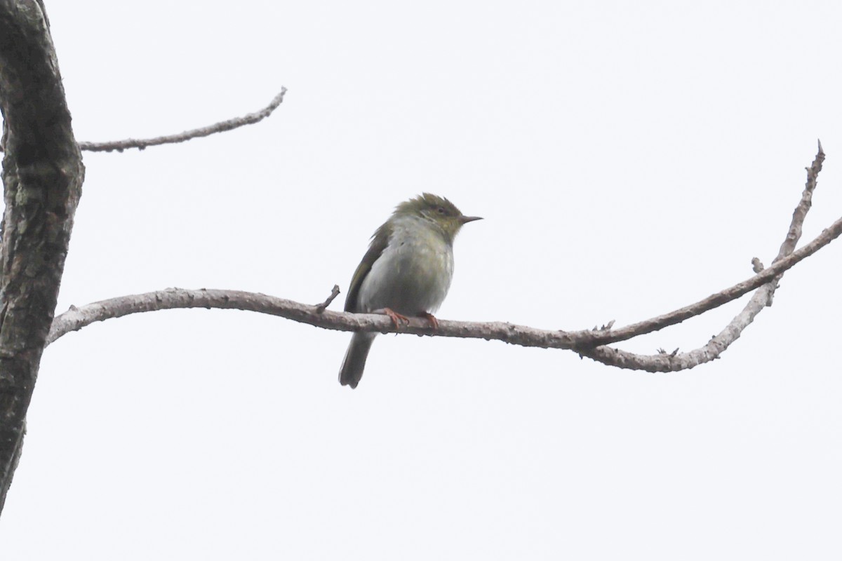 Green Jery - ML645162573