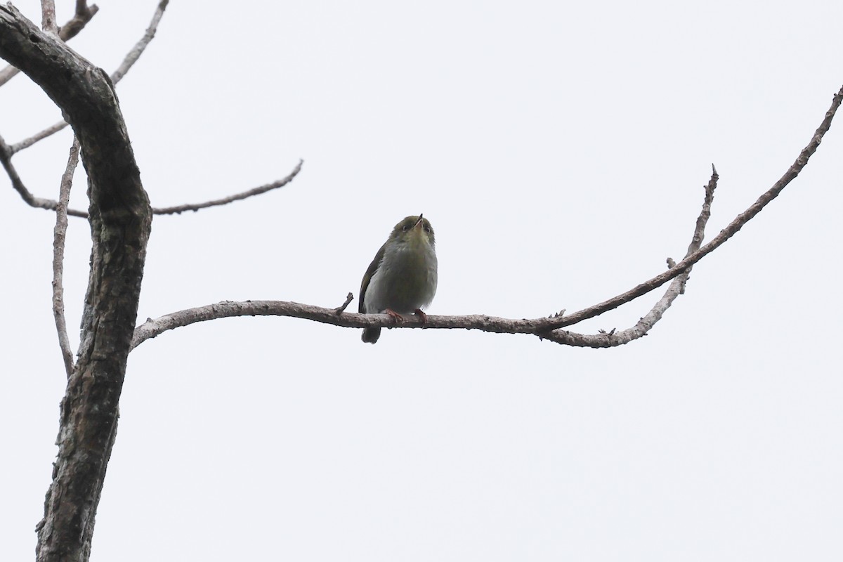 Green Jery - ML645162574