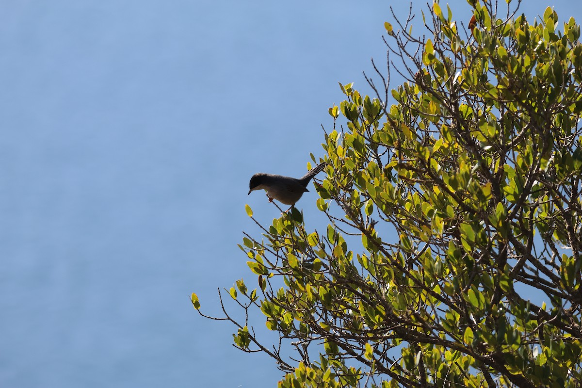סבכי שחור-ראש - ML645162575