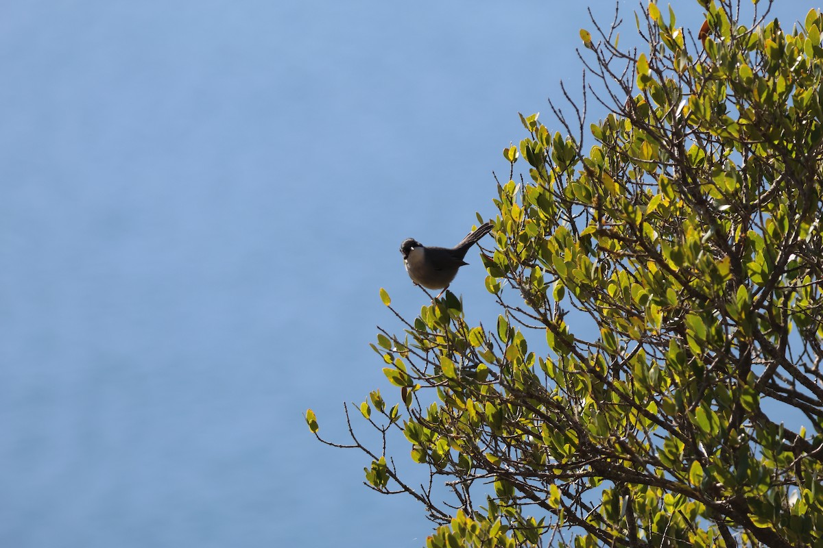 סבכי שחור-ראש - ML645162576