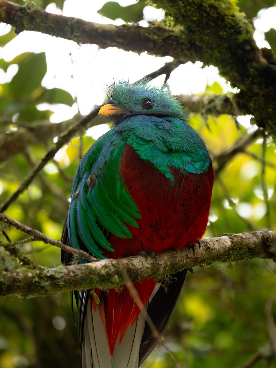 Resplendent Quetzal - ML645162577