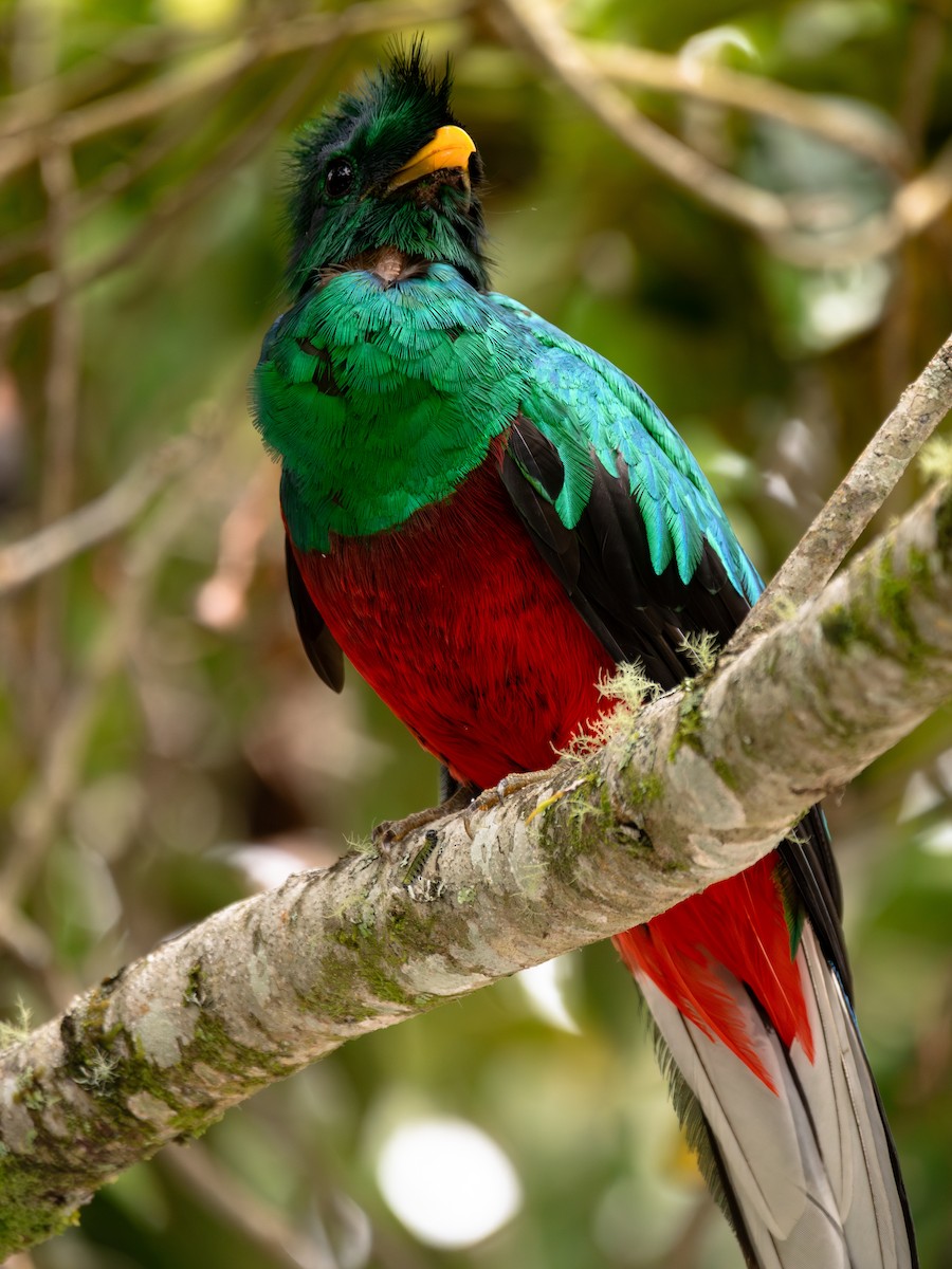 Resplendent Quetzal - ML645162578