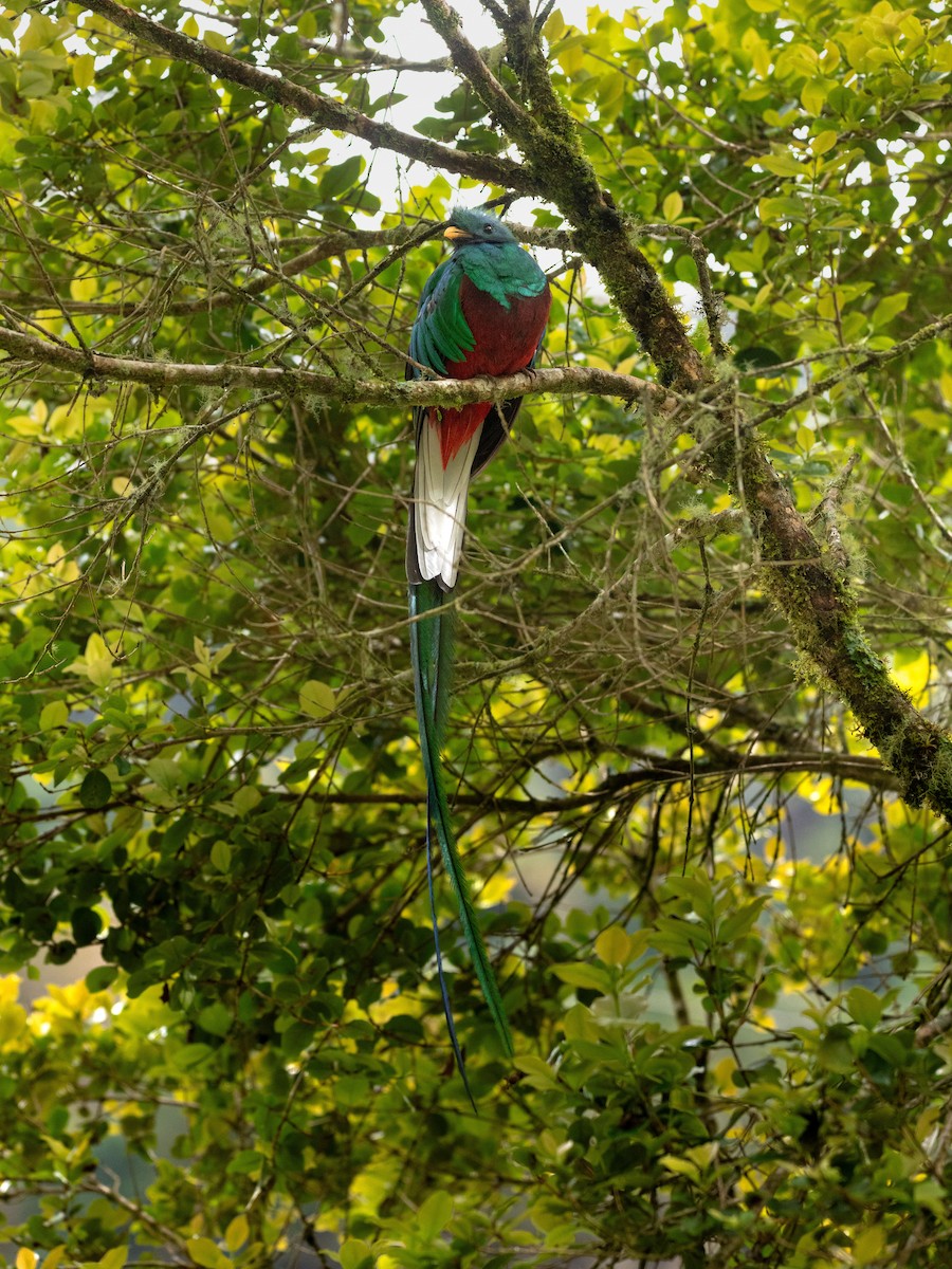 Resplendent Quetzal - ML645162581