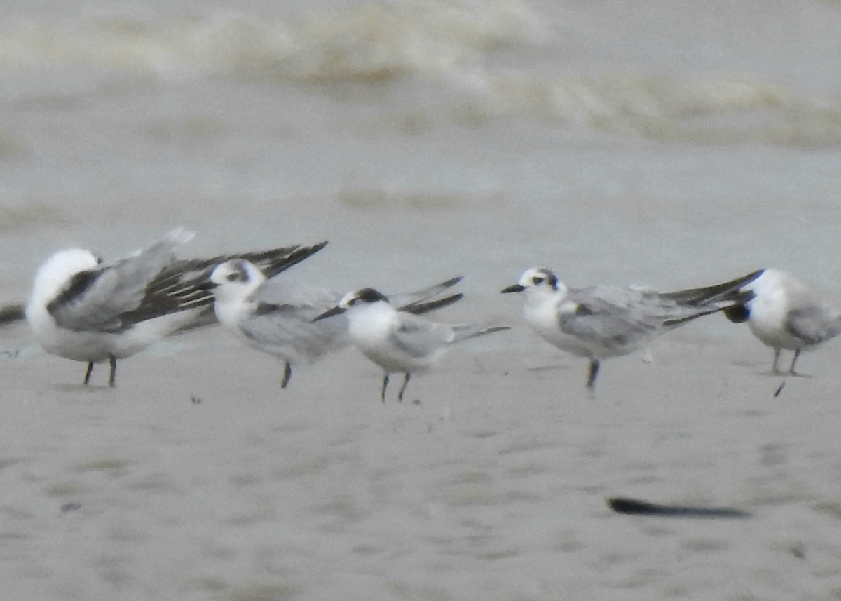 שחפית גמדית - ML645162585