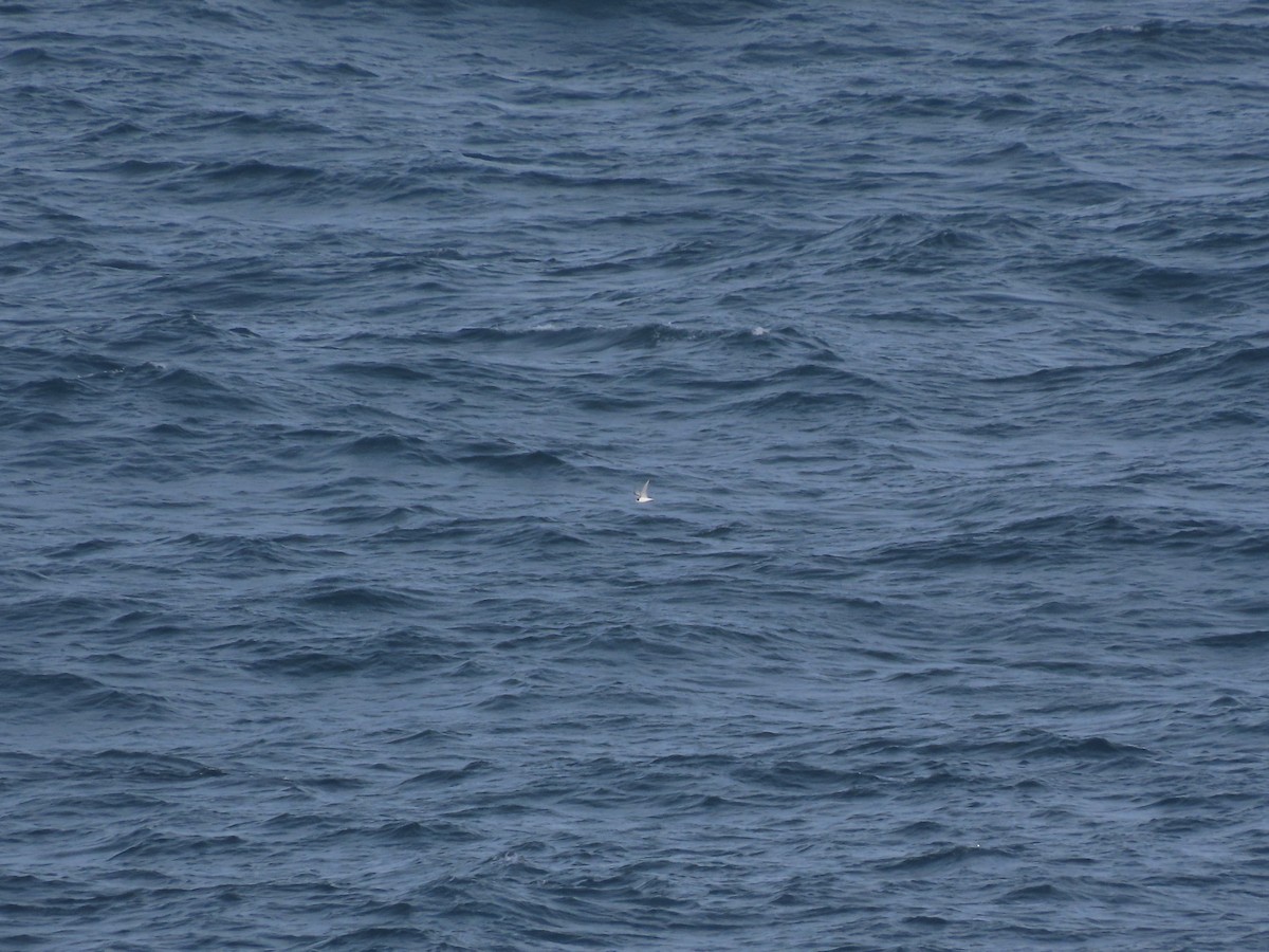 שחפית קוטב - ML645162586