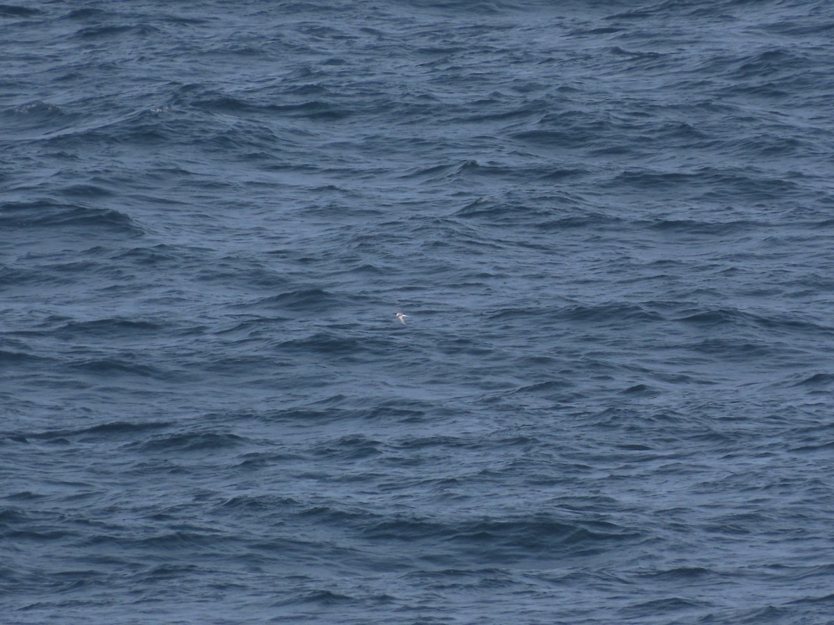 שחפית קוטב - ML645162587