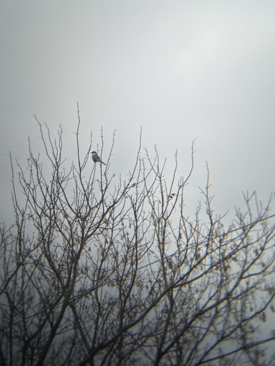 חנקן צפוני - ML645162589