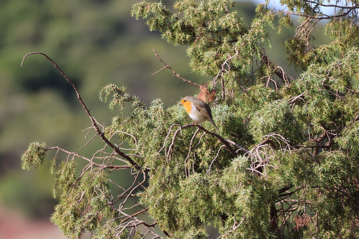 אדום חזה - ML645162593