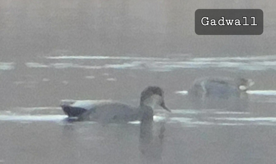 ברווז אפור - ML645162594