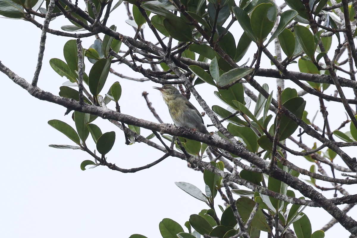 Stripe-throated Jery - ML645162596