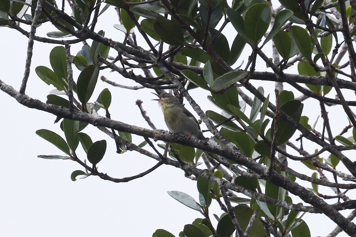 Stripe-throated Jery - ML645162598