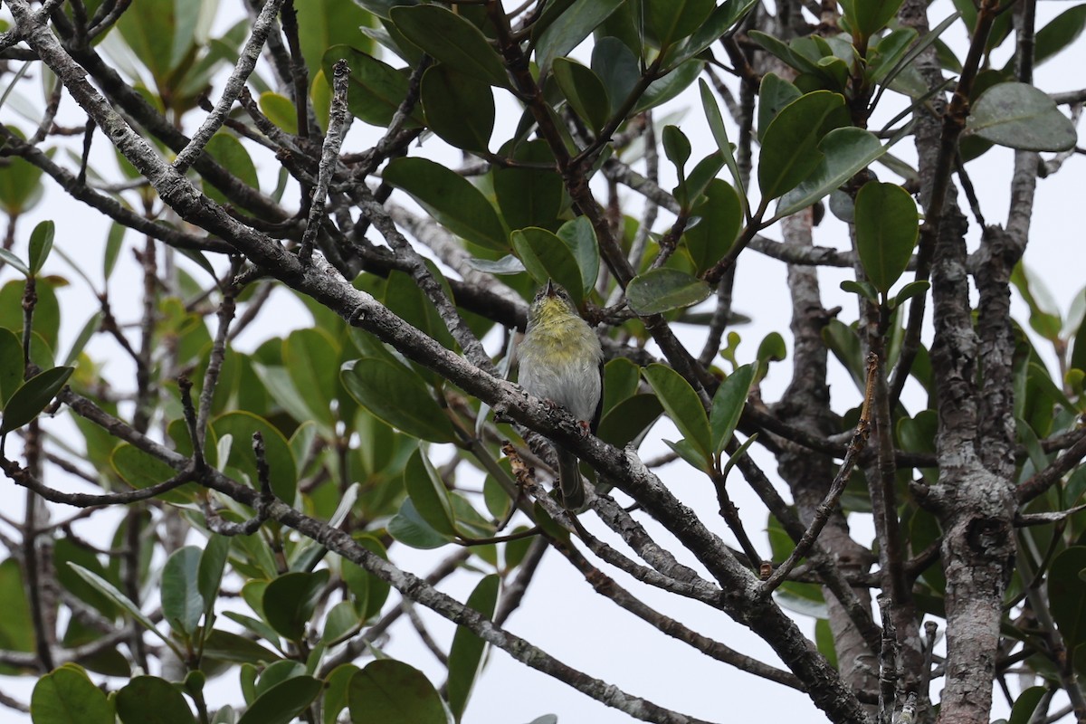 Stripe-throated Jery - ML645162599