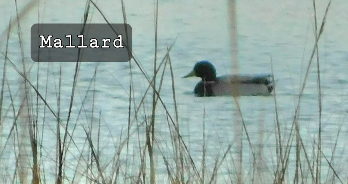 ברכיה - ML645162600