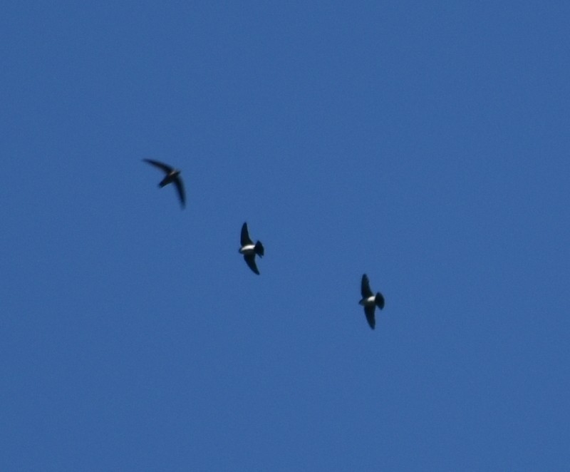 Nepal House-Martin - ML645162601