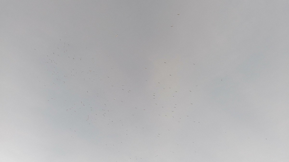 שחף אגמים - ML645162605