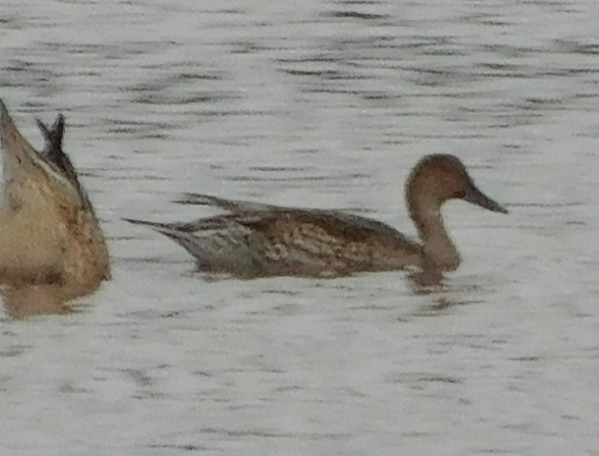ברווז חד-זנב - ML645162608
