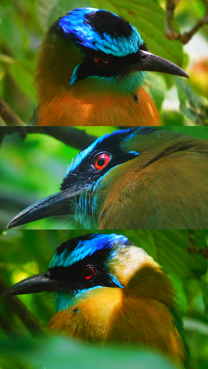 Lesson's Motmot - ML645162609